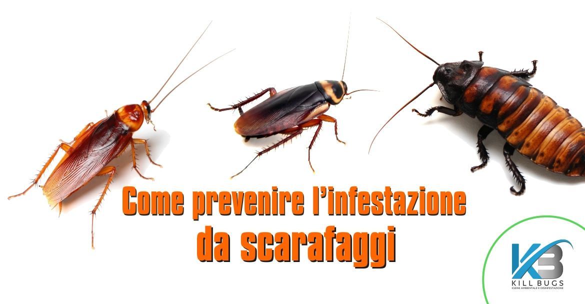 Prevenire l'infestazione di blatte in casa a Palermo? Oggi si può!