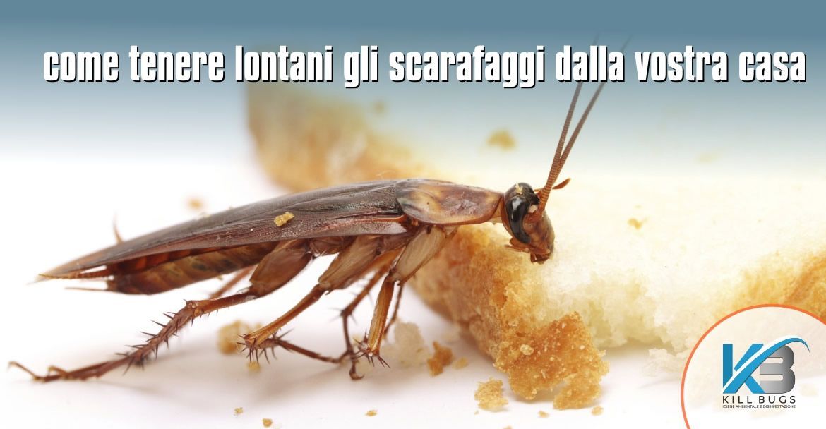 La guida definitiva su come tenere lontani gli scarafaggi dalla vostra casa.