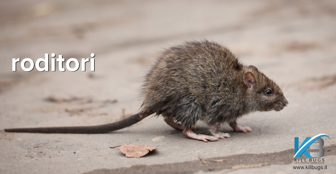 Servizio di disinfestazione da Muridi - roditori Palermo