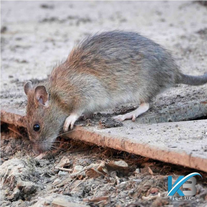 Topi, ecco quali sono le specie più diffuse