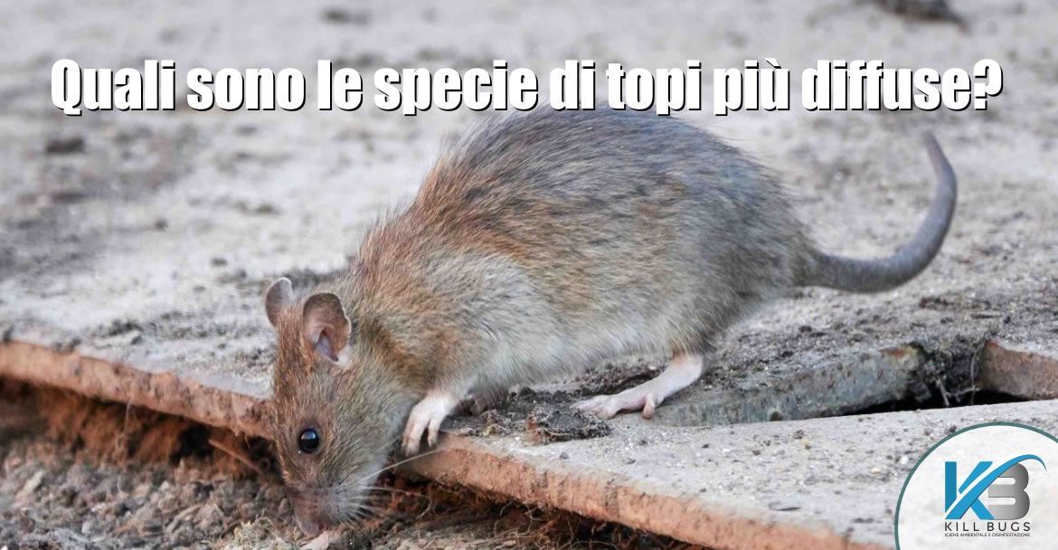 Foto post blog Kill Bugs