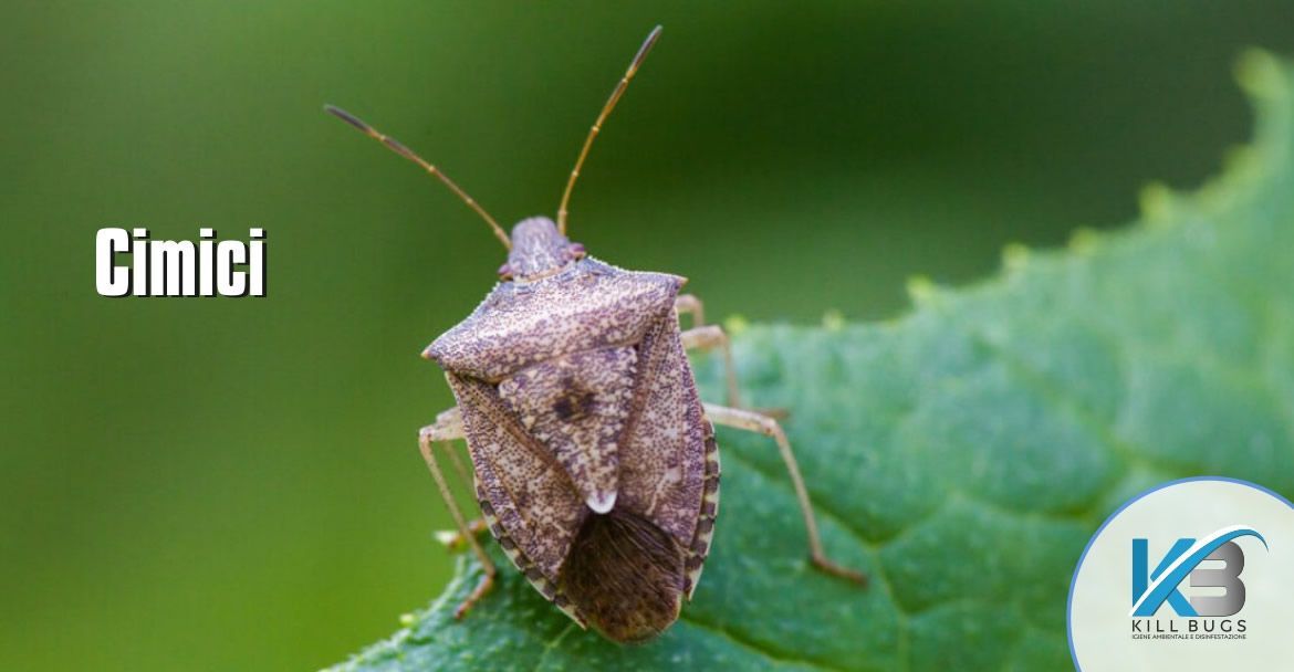 Foto post blog Kill Bugs