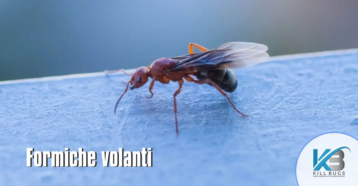 Foto post blog Kill Bugs