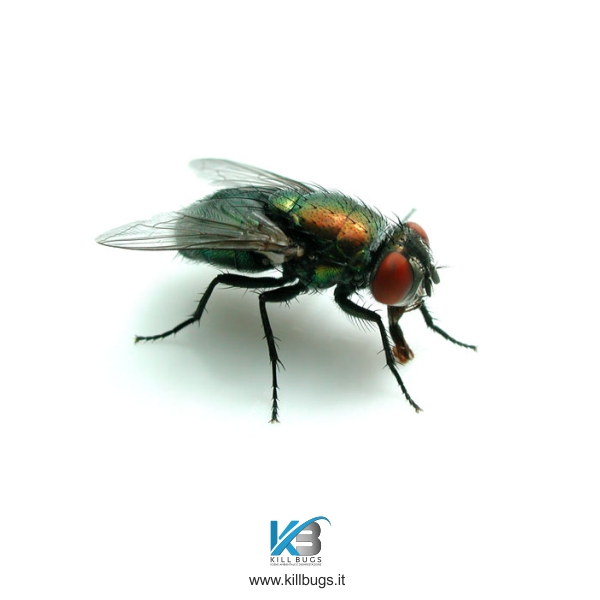 Mosca della carne, disinfestazione Palermo