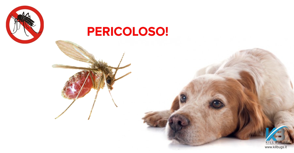 Disinfestazione Pappataci a Palermo