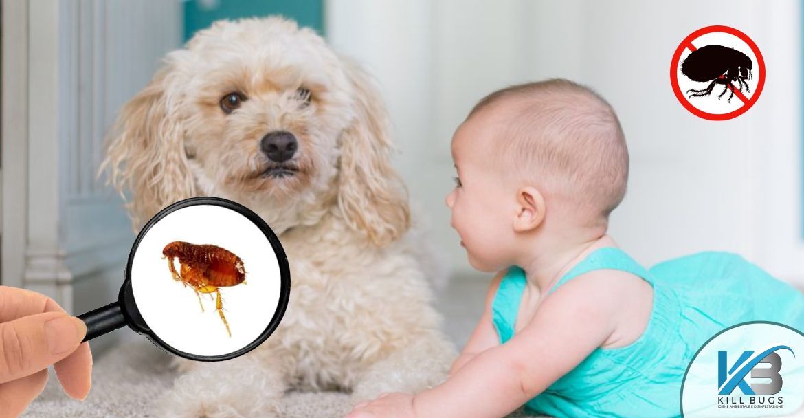 Foto post blog Kill Bugs