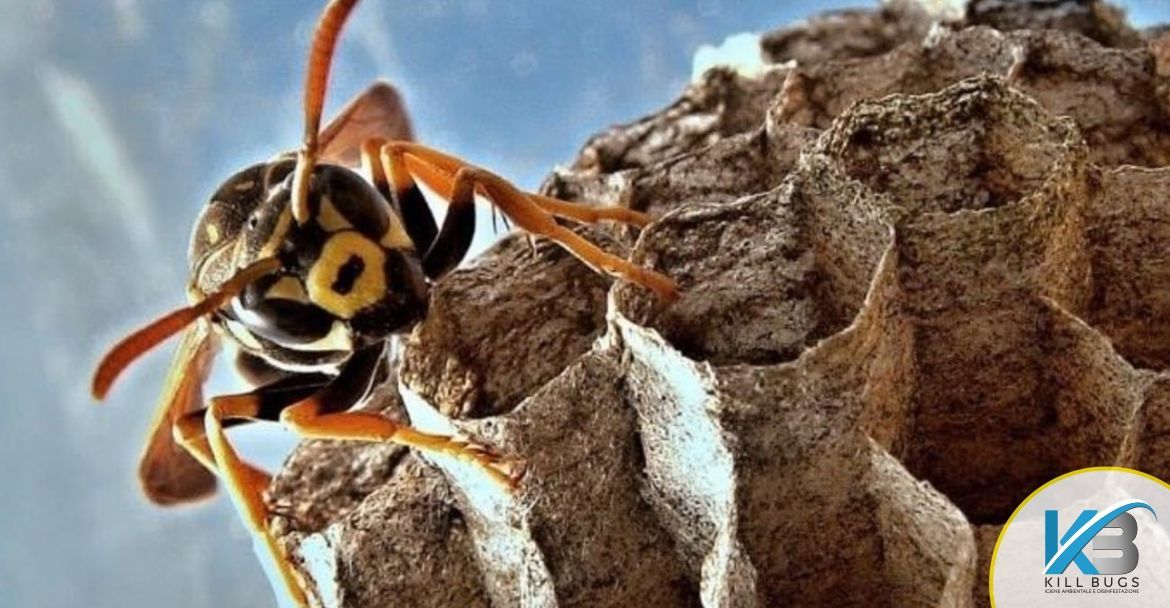 Foto post blog Kill Bugs