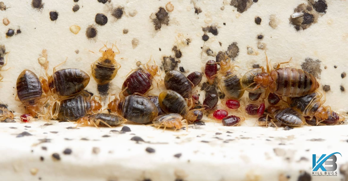 Foto post blog Kill Bugs