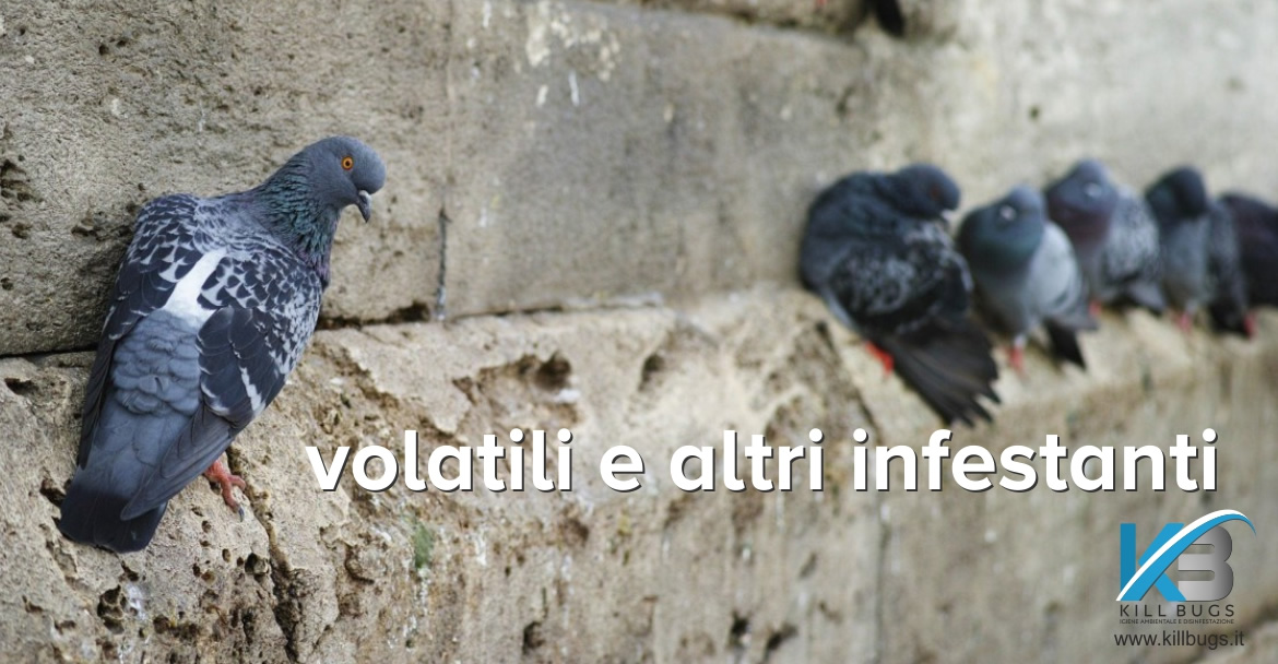 Volatili e altri infestanti Palermo