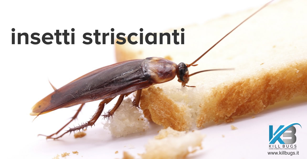 Servizio di disinfestazione da Insetti striscianti Palermo