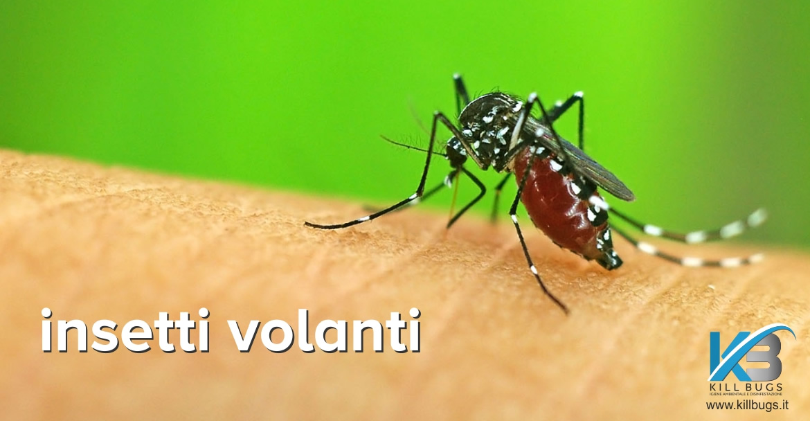 Insetti volanti Palermo