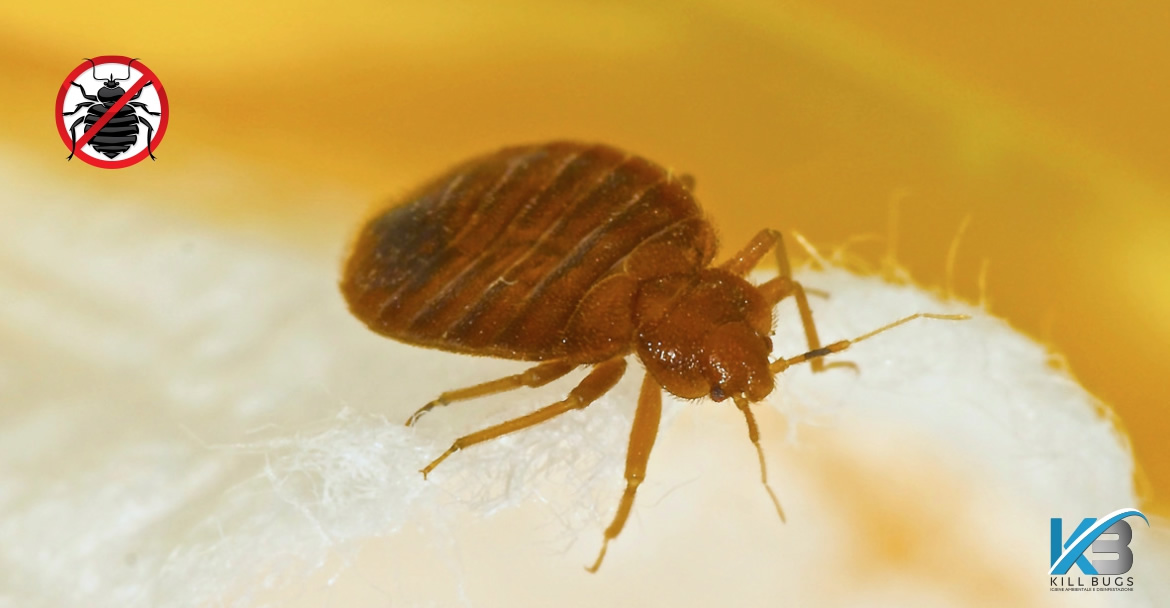 Foto post blog Kill Bugs