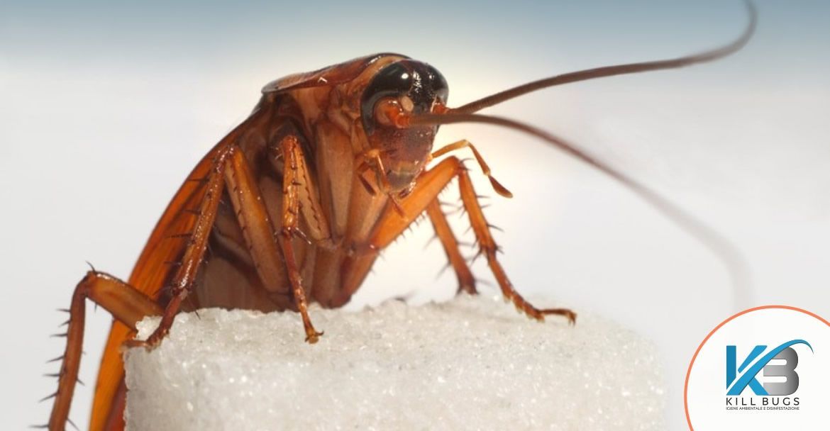Foto post blog Kill Bugs