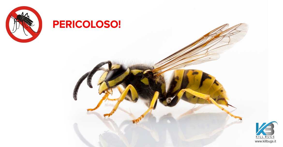Disinfestazione Vespa a Palermo