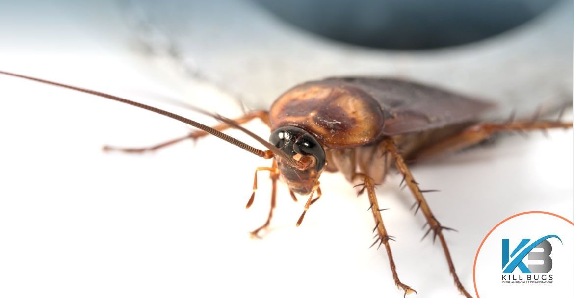 La guida definitiva su come tenere lontani gli scarafaggi dalla vostra casa.