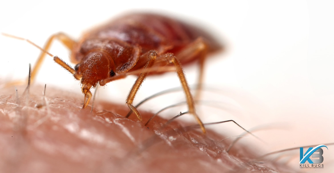 Foto post blog Kill Bugs