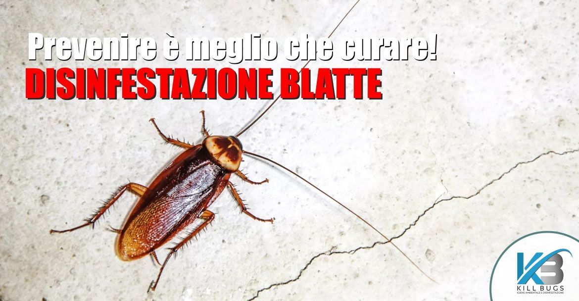 Foto post blog Kill Bugs
