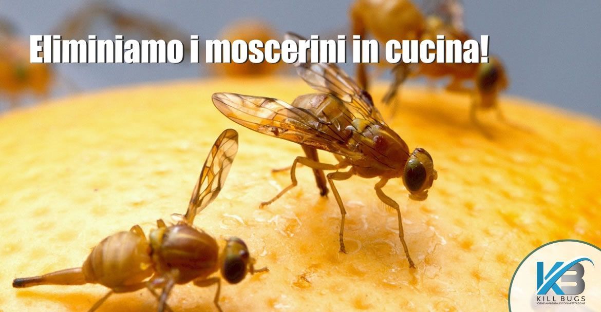 Foto post blog Kill Bugs
