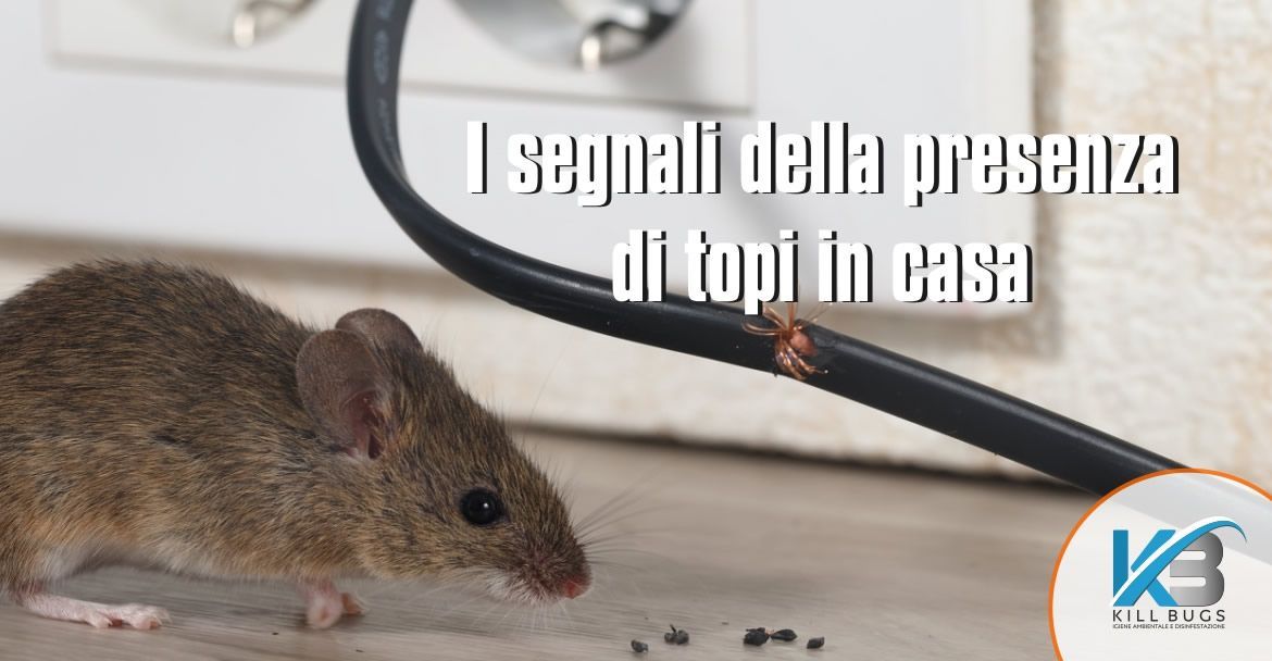Foto post blog Kill Bugs