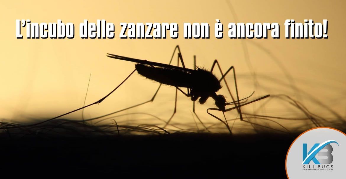 Foto post blog Kill Bugs