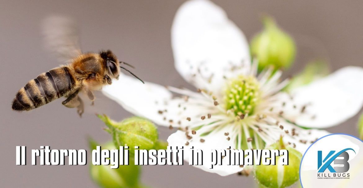 Foto post blog Kill Bugs