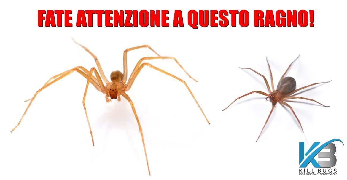Foto post blog Kill Bugs