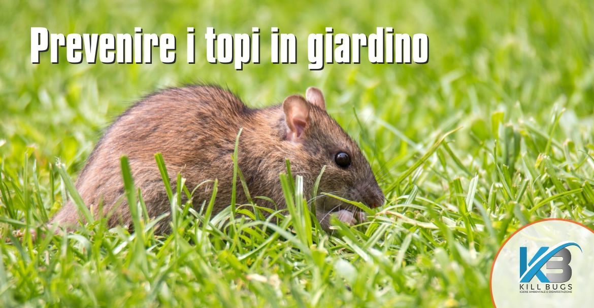 Foto post blog Kill Bugs