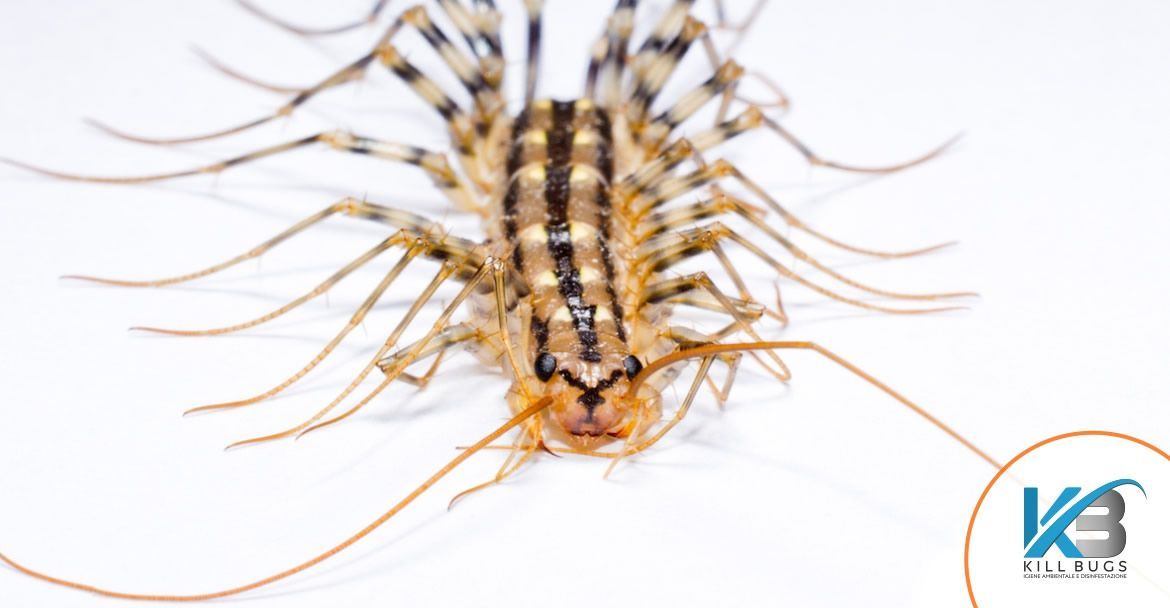 Foto post blog Kill Bugs