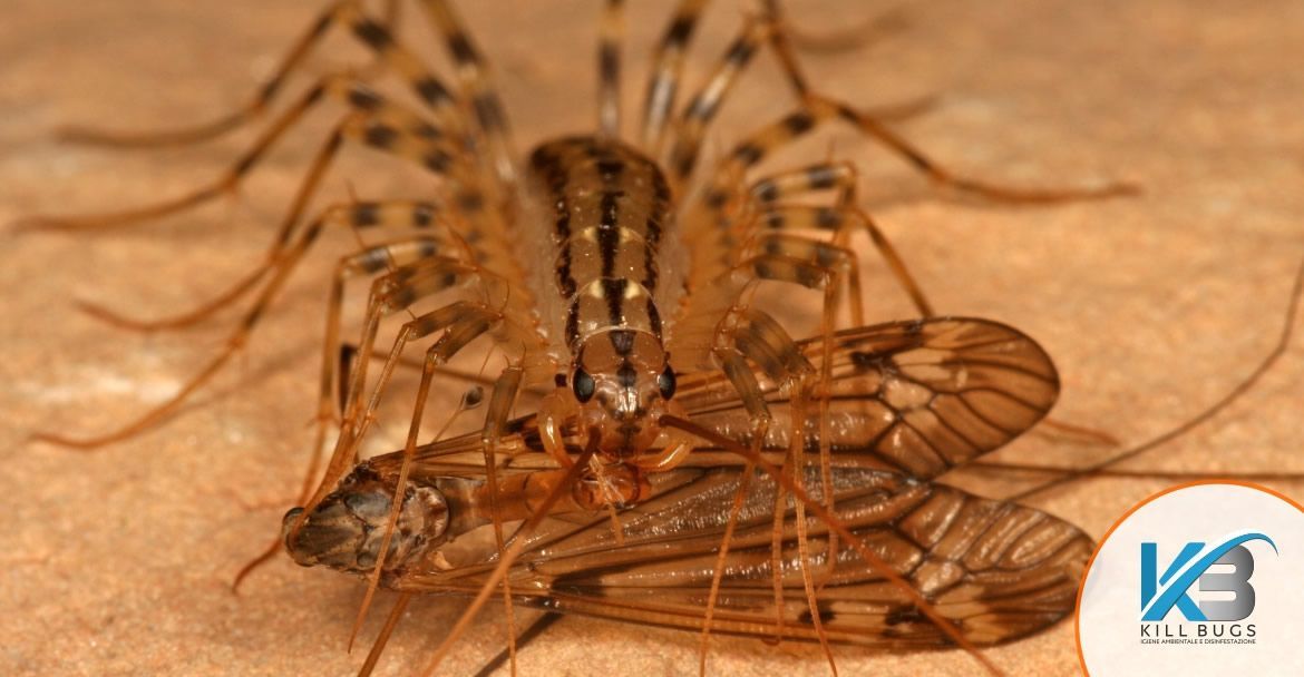 Foto post blog Kill Bugs