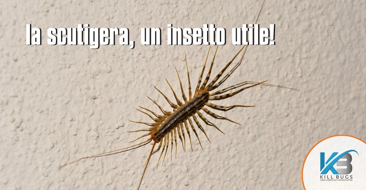 Foto post blog Kill Bugs