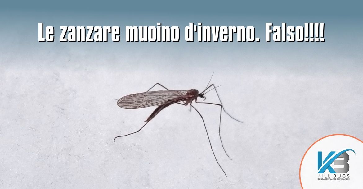 Foto post blog Kill Bugs